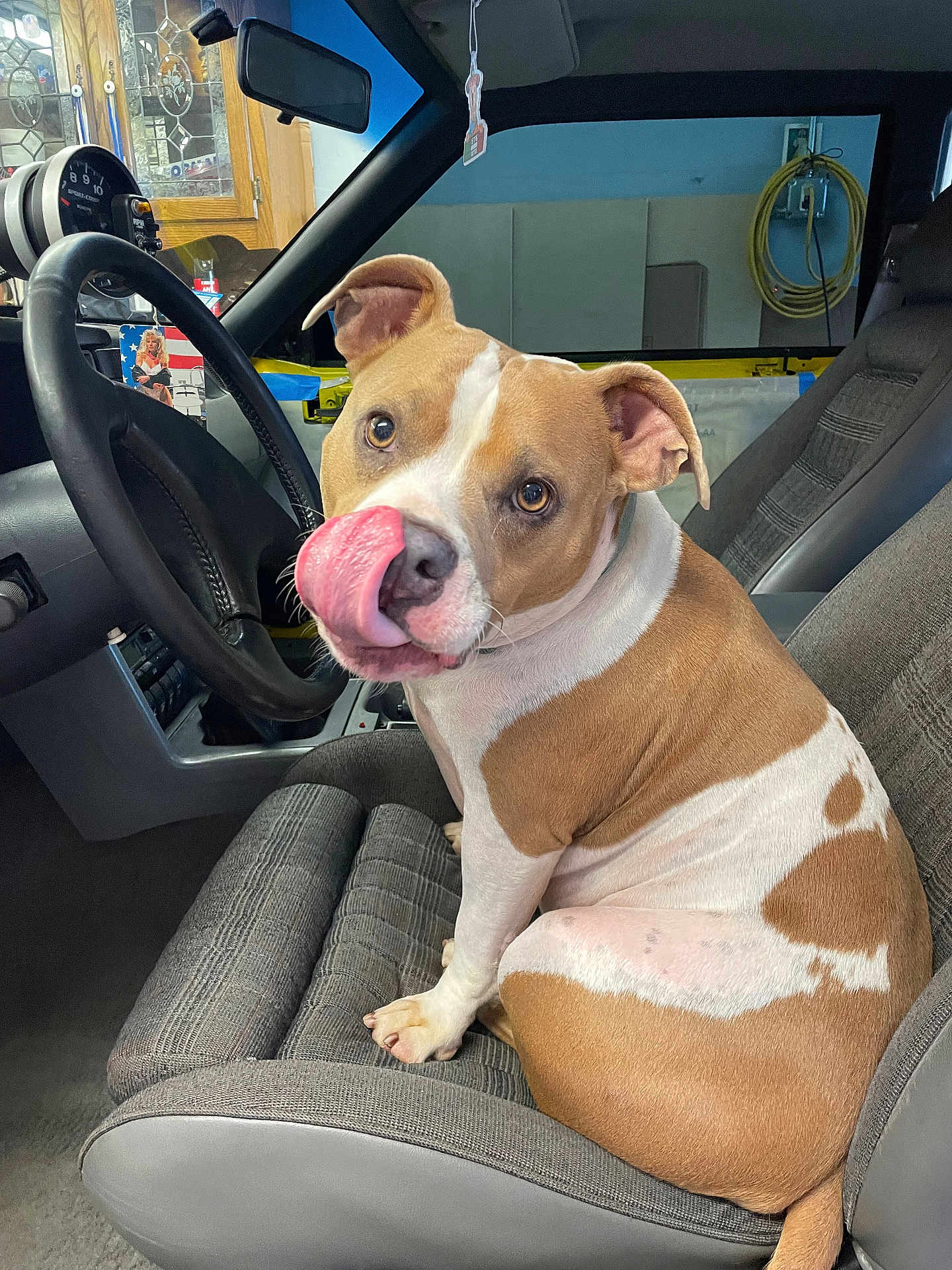 Nova is registered to the contest to win money with this photo: dog, car_interior, seat, steering_wheel, tongue_out, pet, brown_and_white, playful, canine, vehicle, dashboard, window, rearview_mirror, fabric_seat, indoor, animal, cute, companion, sitting, looking