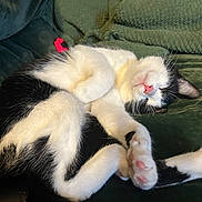Lucy Lou joined the competition — help win amazing prizes! cat, black_and_white, sleeping, pet, feline, whiskers, pink_nose, paw_pads, relaxed, indoor, blanket, cozy, fur, animal, cute, resting, closeup, soft, domestic_cat, nap