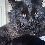 Roscoe is registered to the contest to win money with this photo: cat, black_cat, close_up, fluffy, whiskers, yellow_eyes, indoor, pet, feline, fur, portrait, animal, face, domestic_animal, cute, relaxed, looking, soft_light, background, closeup