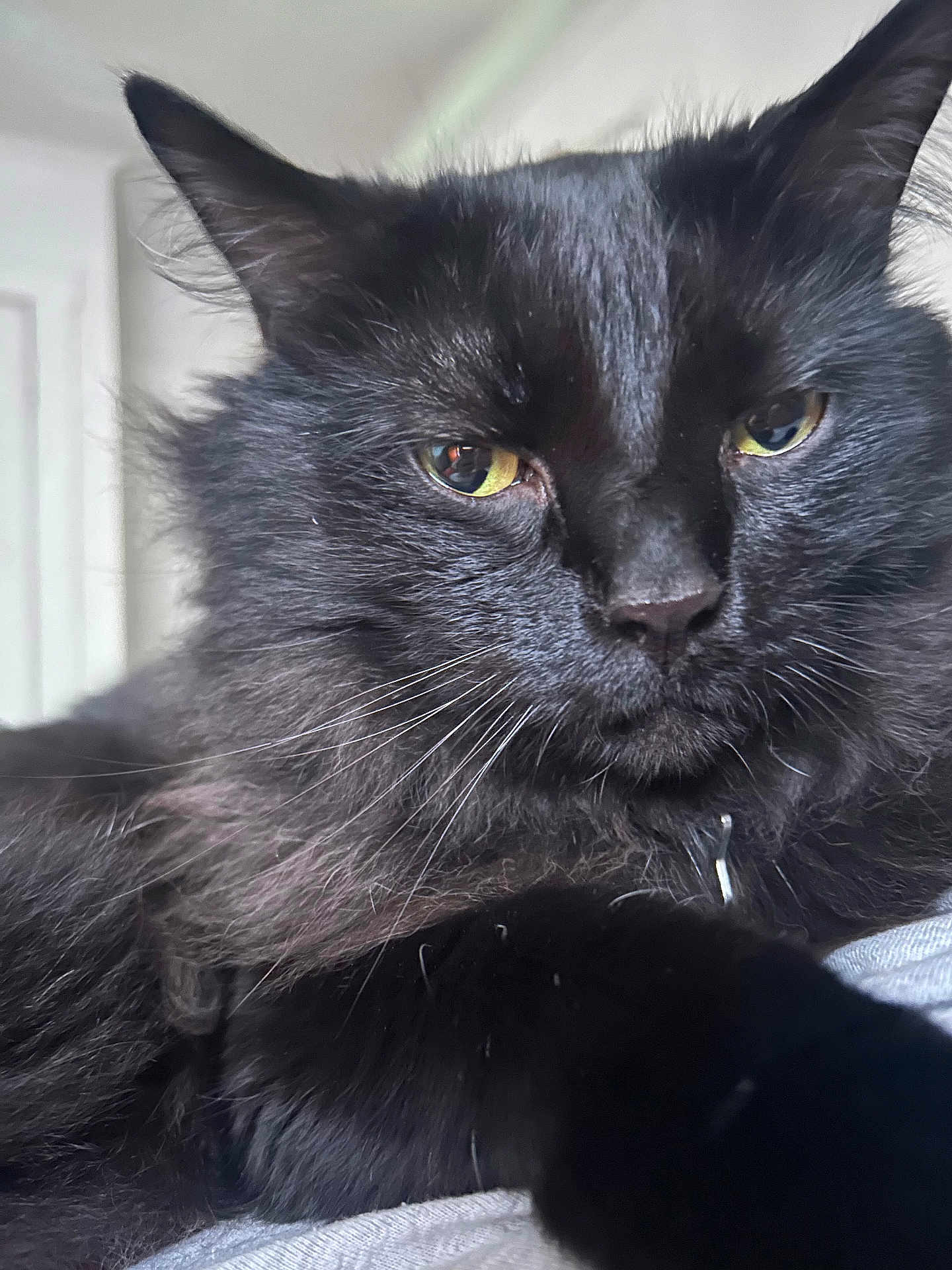 Roscoe is registered to the contest to win money with this photo: cat, black_cat, close_up, fluffy, whiskers, yellow_eyes, indoor, pet, feline, fur, portrait, animal, face, domestic_animal, cute, relaxed, looking, soft_light, background, closeup