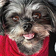 Maiyzee joined the competition — help win amazing prizes! dog, small_dog, close_up, red_sweater, knitted, happy, smiling, pet, fur, brown_eyes, cute, indoors, portrait, animal, friendly, domestic_animal, canine, cozy, winter, face