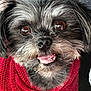 dog, small_dog, close_up, red_sweater, knitted, happy, smiling, pet, fur, brown_eyes, cute, indoors, portrait, animal, friendly, domestic_animal, canine, cozy, winter, face