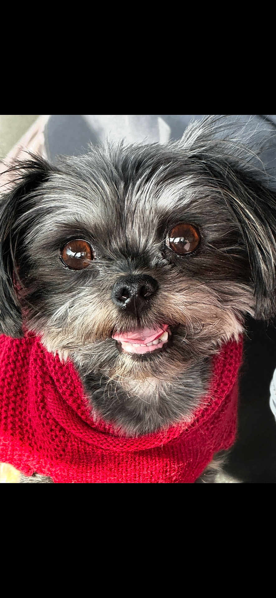 Maiyzee joined the competition — help win amazing prizes! dog, small_dog, close_up, red_sweater, knitted, happy, smiling, pet, fur, brown_eyes, cute, indoors, portrait, animal, friendly, domestic_animal, canine, cozy, winter, face