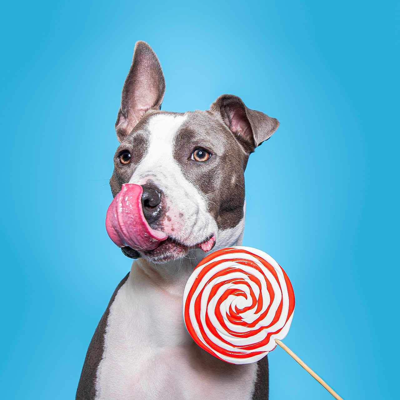 Shaddow a rejoint le concours — aidez-le/la à gagner de superbes lots ! animal, bulldog, candy, canine, cream, dessert, dog, food, greatdane, hound, husky, icecream, leash, lollipop, pet, pitbull, pointer, puppy, sweets, whitedog