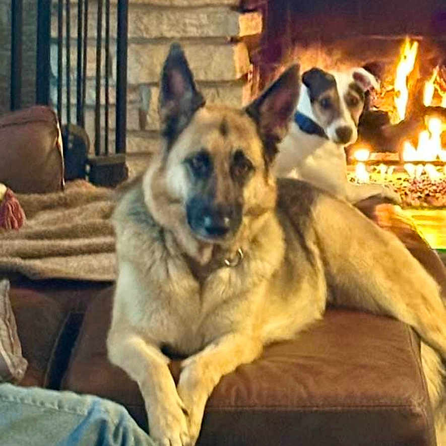 Ollie Lilly joined the competition — help win amazing prizes! animal, architecture, building, canine, clothing, couch, cushion, dog, fireplace, furniture, germanshepherd, homedecor, husky, indoors, interiordesign, jeans, livingroom, pants, pet, room