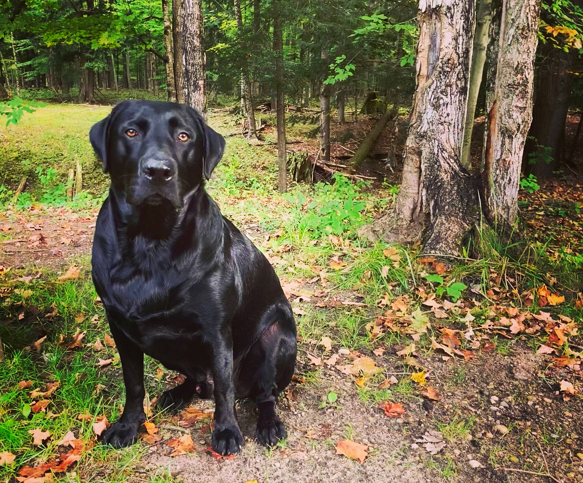 Hank is registered to the contest to win money with this photo: borador, canidae, carnivore, companion_dog, dog, dog_breed, dog_collar, fawn, grass, gun_dog, plant, retriever, snout, sporting_group, terrestrial_plant, tree, trunk, wood, woodland, working_animal