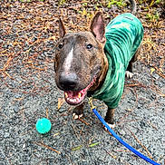 Rex is registered to the contest to win money with this photo: dog, pet, hoodie, green_clothing, leash, ball, outdoor, gravel, playful, happy, canine, animal, fur, ears, tail, snout, pavement, nature, grass, smiling