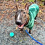 dog, pet, hoodie, green_clothing, leash, ball, outdoor, gravel, playful, happy, canine, animal, fur, ears, tail, snout, pavement, nature, grass, smiling