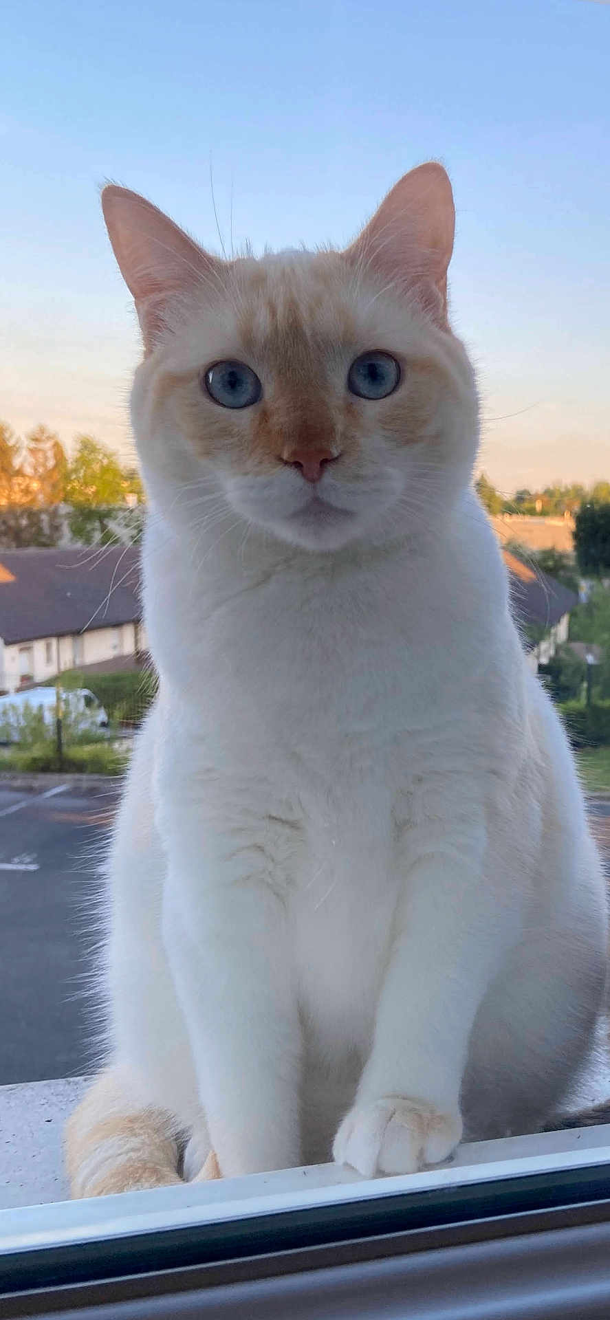Nounou a rejoint le concours — aidez-le/la à gagner de superbes lots ! animal, blue_eyes, calm, cat, close_up, cream_colored, curious, daylight, ears, evening_light, fluffy, front_paws, house, neighborhood, outdoor, pet, sitting, suburban, whiskers, window