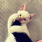 Nounou participe au concours pour gagner de l'argent avec cette photo : affection, animal, background, black_toy, blue_eyes, cat, closeup, cozy, cute, hand, hugging, indoor, kitten, manicure, nails, pet, playful, soft_texture, toy, white_fur