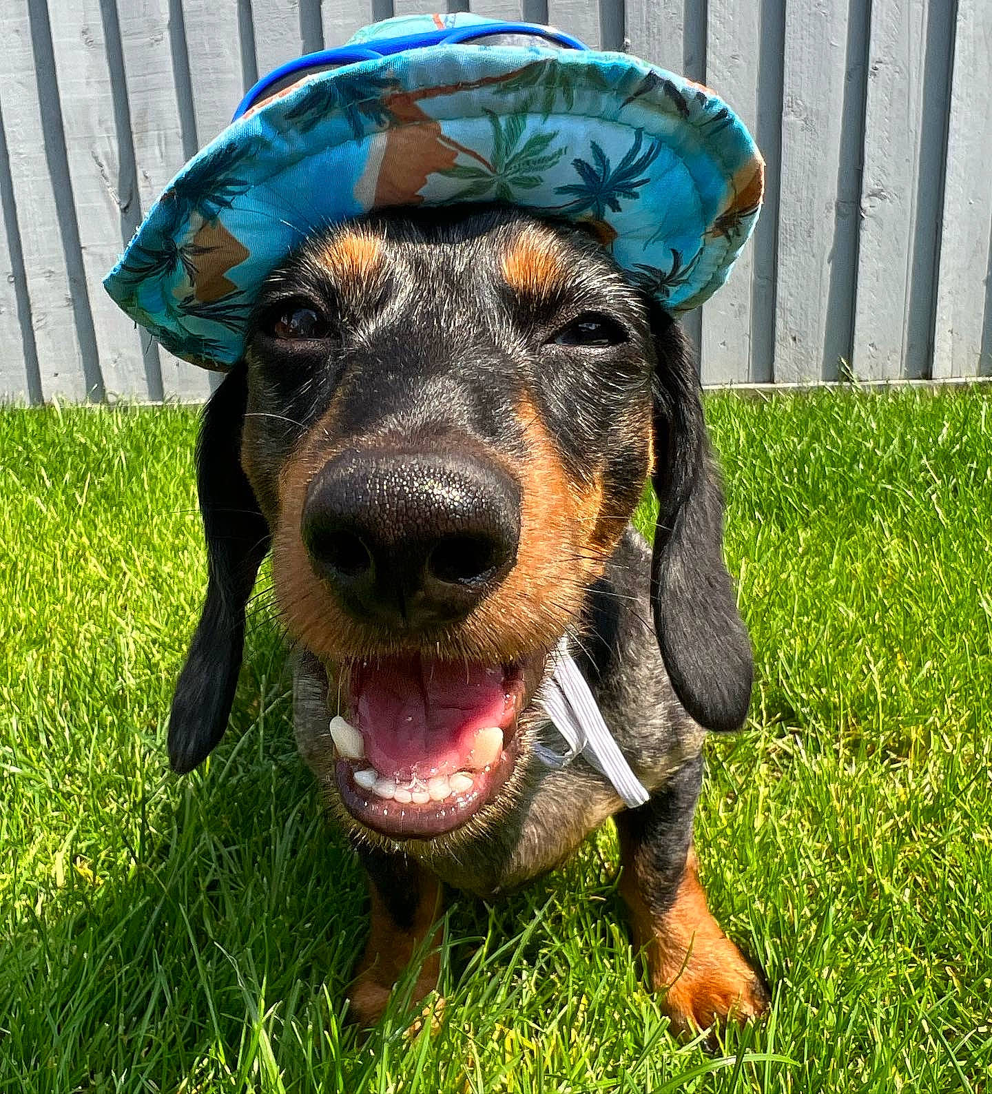 Blue joined the competition — help win amazing prizes! blue, canidae, carnivore, companion_dog, dog, dog_breed, fawn, fence, grass, guard_dog, home_fencing, hound, liver, personal_protective_equipment, plant, scent_hound, snout, sporting_group, whiskers, working_animal
