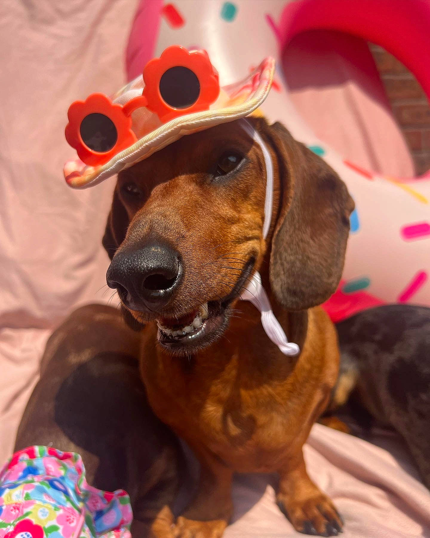 Scooby joined the competition — help win amazing prizes! canidae, carnivore, collar, companion_dog, costume_hat, dog, dog_breed, dog_supply, event, fawn, fur, hat, liver, mammal, pet_supply, scent_hound, snout, sporting_group, whiskers, working_animal