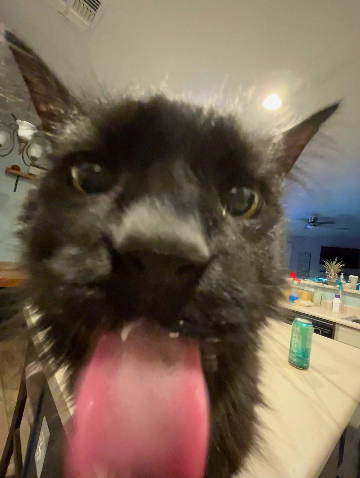 Fader joined the competition — help win amazing prizes! canidae, carnivore, cat, cat_supply, claw, dog_breed, domestic_short_haired_cat, ear, eye, fang, felidae, fur, paw, small_to_medium_sized_cats, snout, tail, terrestrial_animal, whiskers