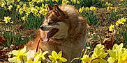 Gracie is registered to the contest to win money with this photo: dog, animal, outdoor, flower, daffodil, field, nature, spring, sunlight, sky, tree, grass, pet, tongue, fluffy, leash, leaf, daytime, scenery, park