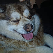 Gracie is registered to the contest to win money with this photo: dog, canine, pet, fluffy, tongue_out, winking, close_up, fur, cute, animal, mammal, indoor, brown, white, nose, paw, face, expression, playful, resting