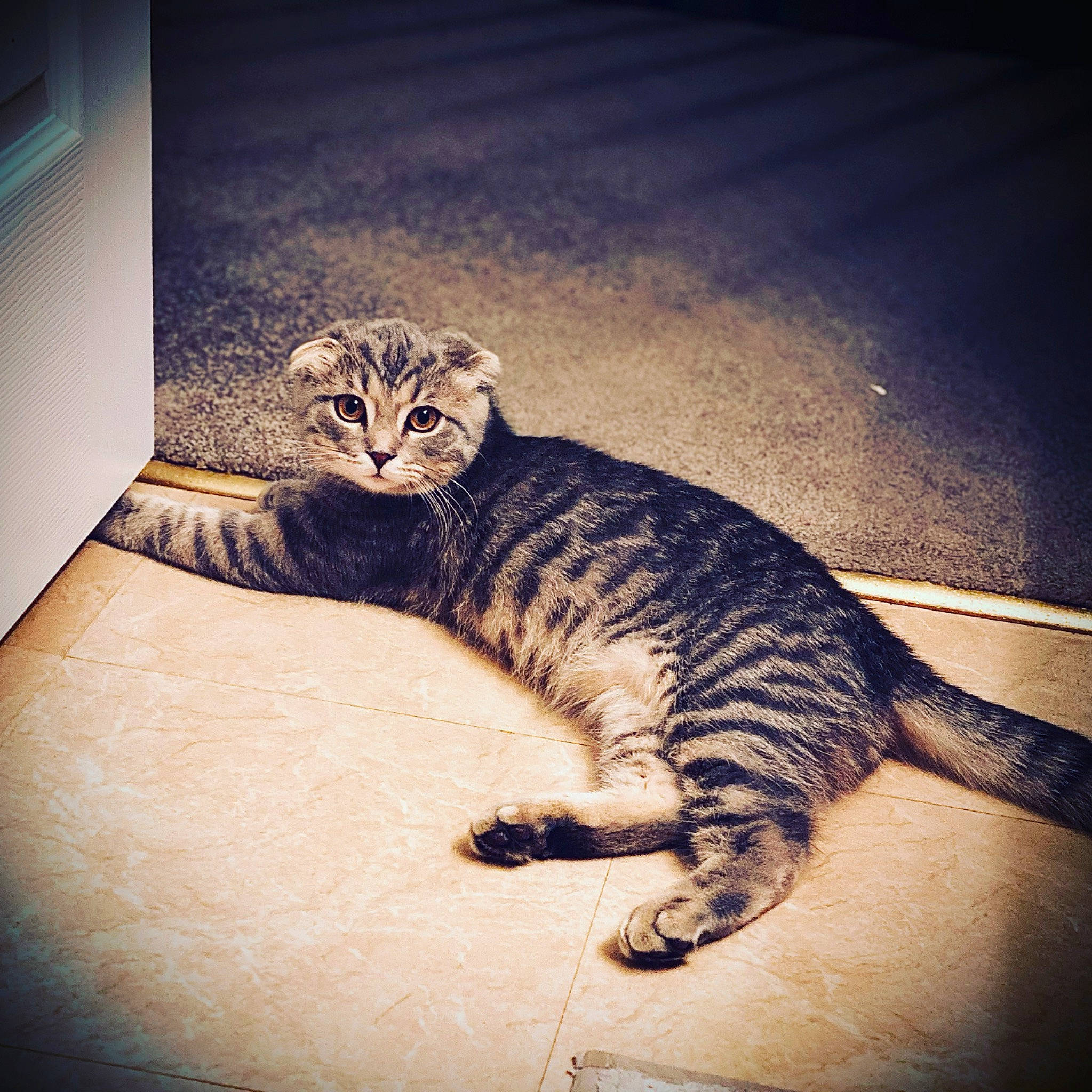 Fergus joined the competition — help win amazing prizes! big_cats, carnivore, cat, comfort, domestic_short_haired_cat, eye, felidae, fur, mammal, metal, mountain, paw, small_to_medium_sized_cats, snout, tail, terrestrial_animal, vertebrate, whiskers, window, wood