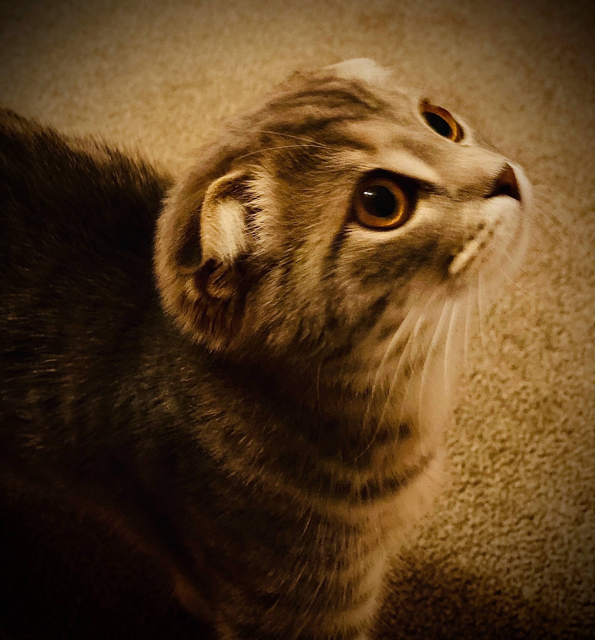 Fergus is registered to the contest to win money with this photo: carnivore, cat, close_up, darkness, domestic_short_haired_cat, eye, face, felidae, fur, grey, head, monochrome, monochrome_photography, small_to_medium_sized_cats, snout, terrestrial_animal, whiskers, wildlife, window, wood