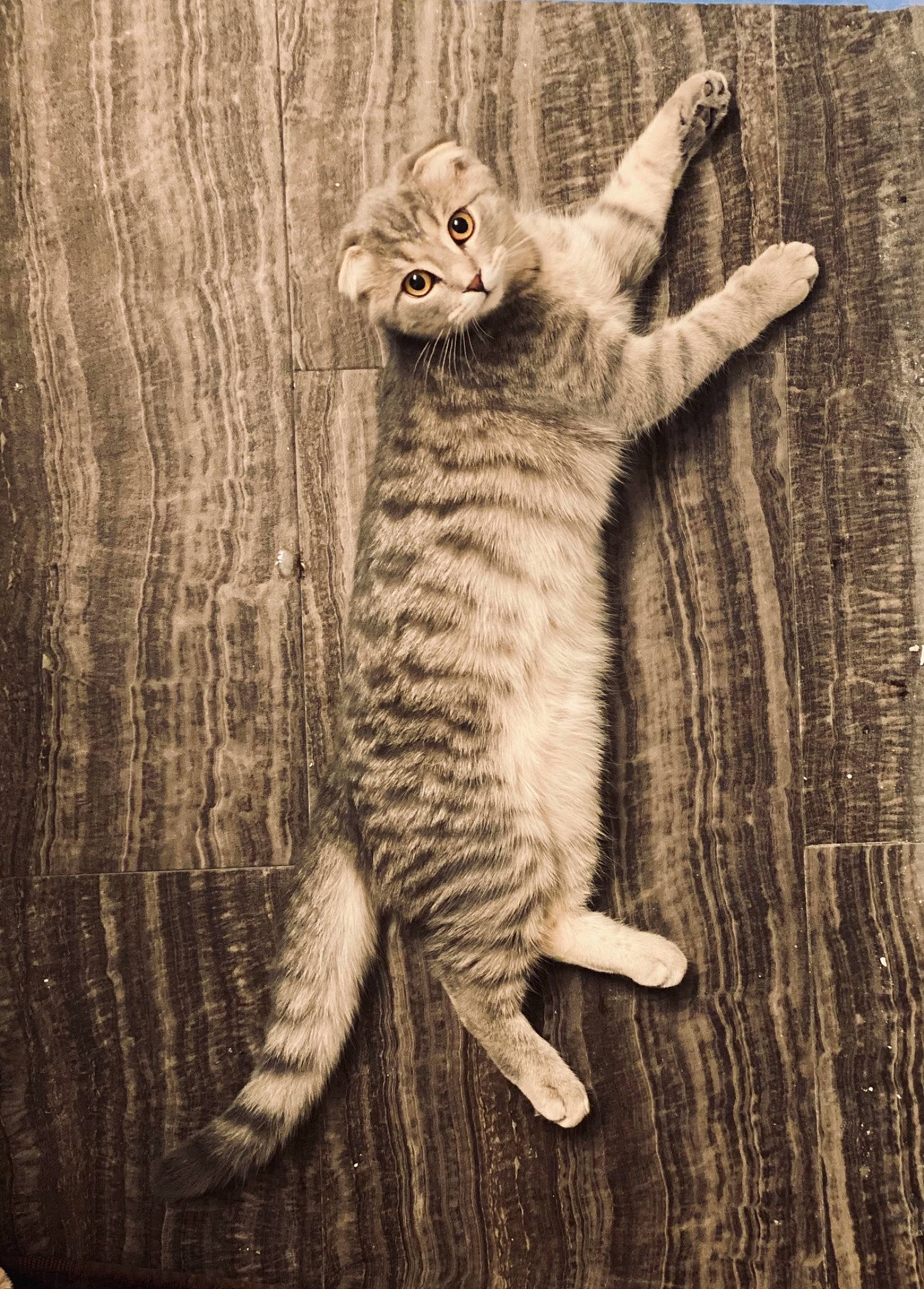 Fergus joined the competition — help win amazing prizes! carnivore, cat, claw, domestic_short_haired_cat, fawn, felidae, foot, fur, monochrome, monochrome_photography, paw, rectangle, small_to_medium_sized_cats, snout, tail, terrestrial_animal, whiskers, wildlife, window, wood