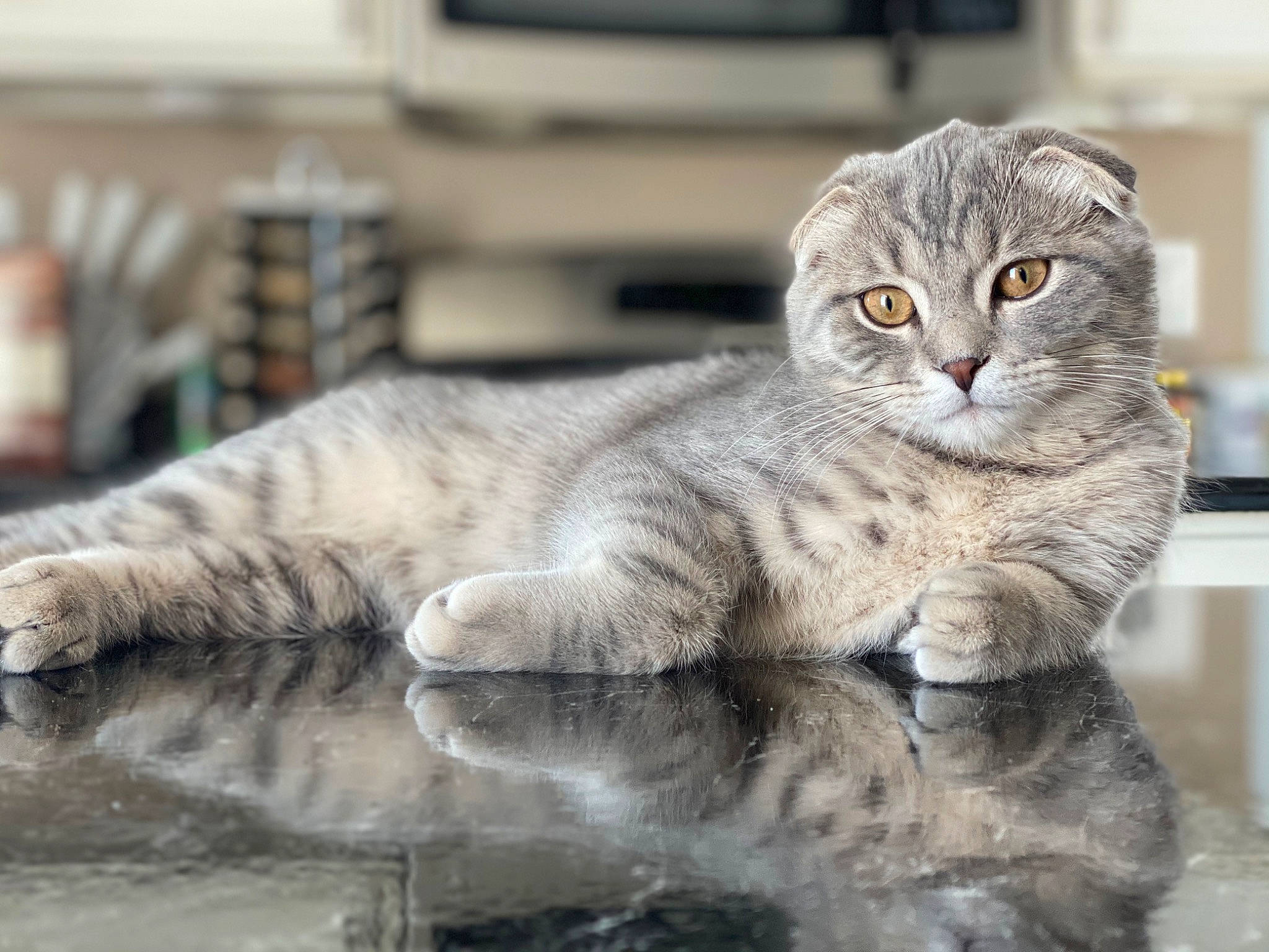 Fergus is registered to the contest to win money with this photo: carnivore, cat, claw, domestic_short_haired_cat, felidae, fur, grey, mammal, paw, sitting, small_to_medium_sized_cats, snout, tail, terrestrial_animal, water, whiskers, wildlife, window