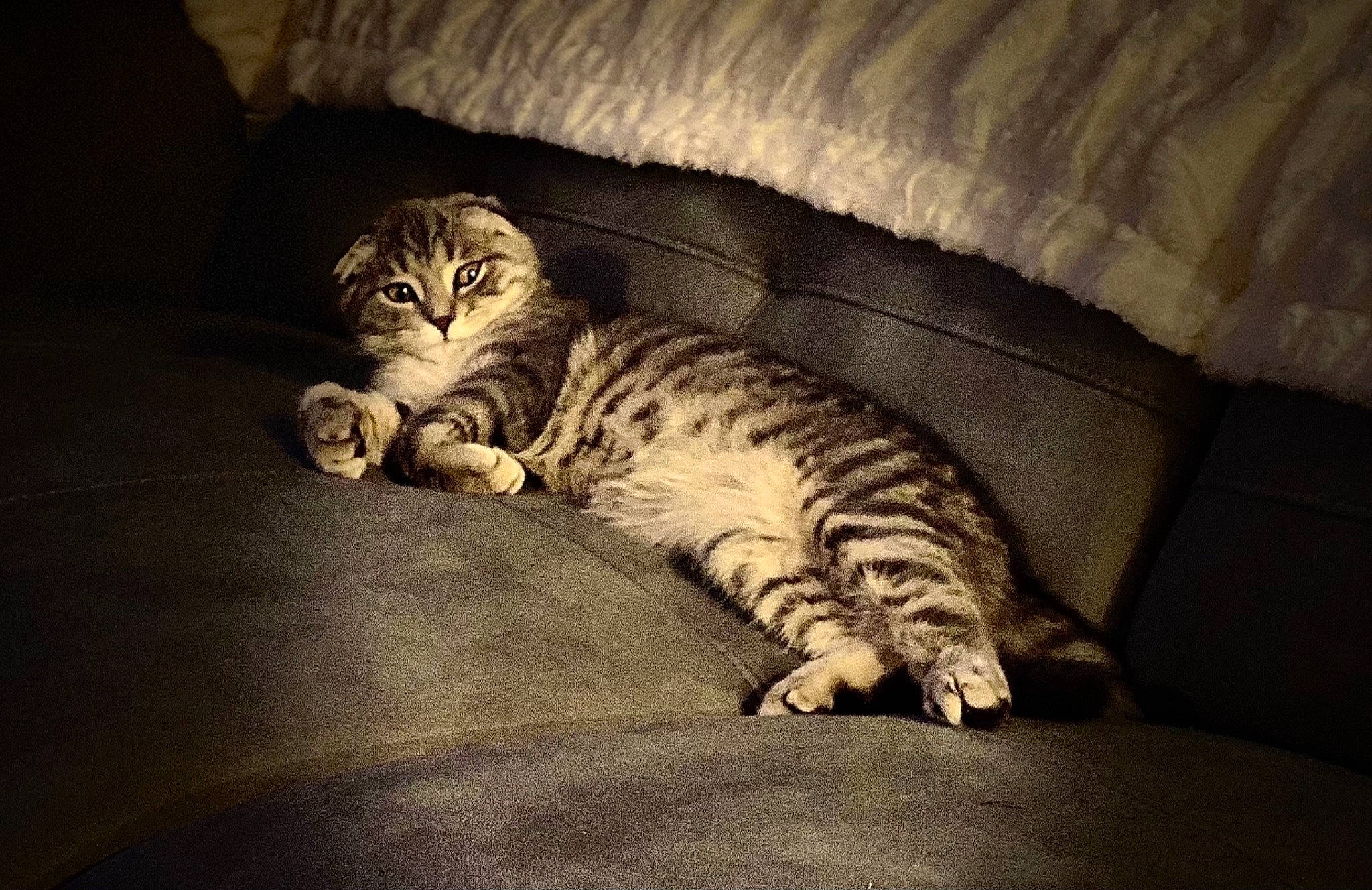 Fergus is registered to the contest to win money with this photo: carnivore, cat, claw, comfort, couch, darkness, domestic_short_haired_cat, felidae, flooring, fur, grey, paw, room, small_to_medium_sized_cats, snout, tail, terrestrial_animal, whiskers, wildlife, wood