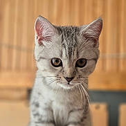 Mars joined the competition — help win amazing prizes! animal, blurred_background, cat, close_up, curious, cute, ears, eyes, feline, focus, fur, gray_tabby, indoor, kitten, pet, portrait, sitting, soft_light, whiskers, young