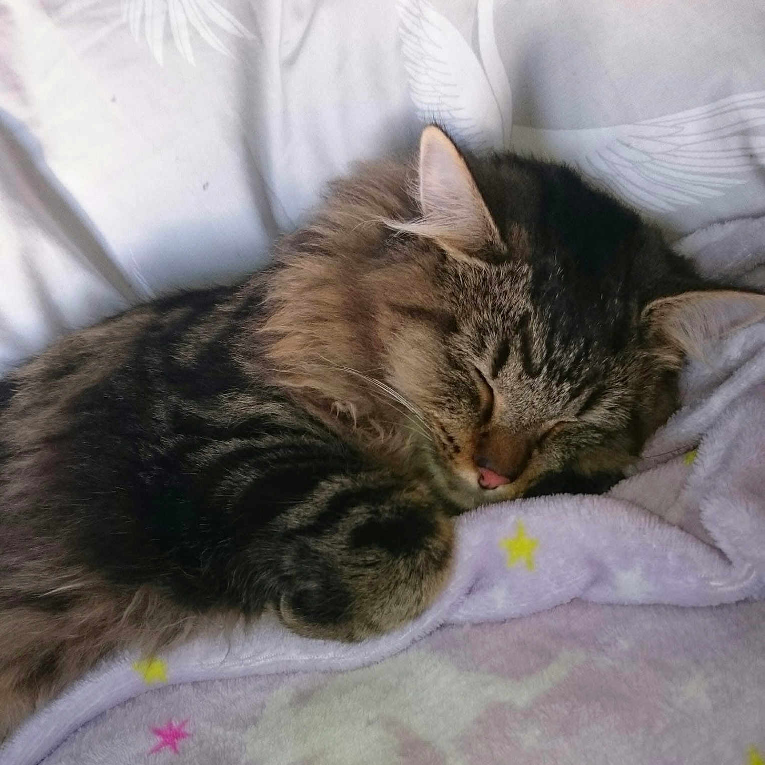 Prince joined the competition — help win amazing prizes! animal, bed, bedroom, blanket, cat, couch, cushion, face, furniture, head, homedecor, indoors, kitten, manx, person, pet, photography, quilt, room, sleeping