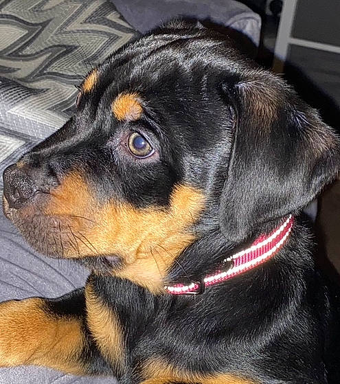 Kenzi is registered to the contest to win money with this photo: austrian_black_and_tan_hound, canidae, carnivore, collar, companion_dog, dog, dog_breed, ear, fur, guard_dog, hunting_dog, paw, pet_supply, rottweiler, snout, sporting_group, terrestrial_animal, whiskers, working_animal, working_dog