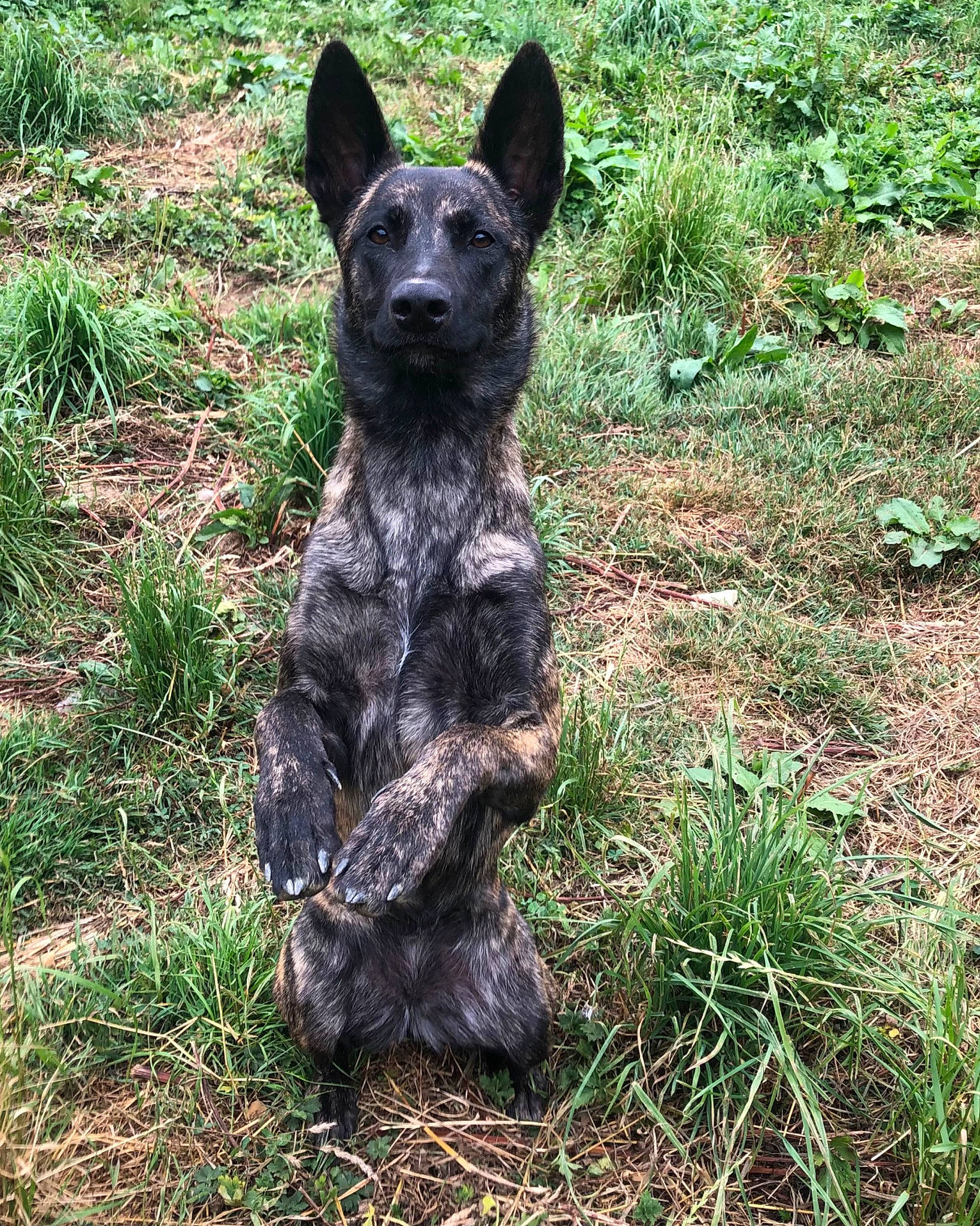 Galadriel participe au concours pour gagner de l'argent avec cette photo : art, australian_stumpy_tail_cattle_dog, canidae, carnivore, companion_dog, dog, dog_breed, fawn, fur, grass, groundcover, herding_dog, non_sporting_group, plant, sculpture, snout, soil, sporting_group, terrestrial_animal, working_animal
