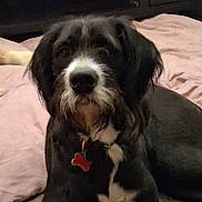 Baby joined the competition — help win amazing prizes! dog, black_and_white, shaggy, fluffy, sitting, portrait, pet, indoors, bedroom, bed, blanket, carpet, collar, red_tag, bone_tag, long_hair, dark_coat, white_markings, front_facing, home