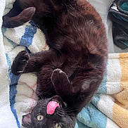 Precious joined the competition — help win amazing prizes! cat, black_cat, pet, animal, tongue_out, playful, lying_down, blanket, striped_blanket, indoor, cute, fur, whiskers, paw, relaxed, sleepy, soft_texture, cozy, domestic_animal, closeup