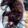 cat, black_cat, pet, animal, tongue_out, playful, lying_down, blanket, striped_blanket, indoor, cute, fur, whiskers, paw, relaxed, sleepy, soft_texture, cozy, domestic_animal, closeup