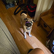 Buddy is registered to the contest to win money with this photo: dog, pug, floor, wooden_floor, indoor, pet, animal, chair, curious, snout, collar, purple_ring, white_ring, furniture, home, vacuum_hose, metal_bowl, curtain, person_leg, cozy