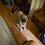 dog, pug, floor, wooden_floor, indoor, pet, animal, chair, curious, snout, collar, purple_ring, white_ring, furniture, home, vacuum_hose, metal_bowl, curtain, person_leg, cozy