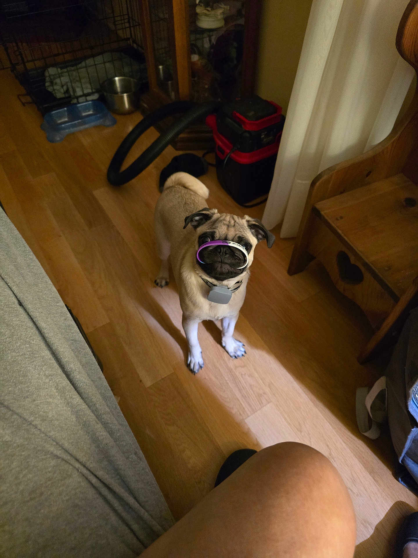 Buddy is registered to the contest to win money with this photo: dog, pug, floor, wooden_floor, indoor, pet, animal, chair, curious, snout, collar, purple_ring, white_ring, furniture, home, vacuum_hose, metal_bowl, curtain, person_leg, cozy