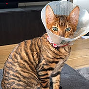 Nala a rejoint le concours — aidez-le/la à gagner de superbes lots ! cat, bengal_cat, cone, protective_collar, pet, animal, feline, striped, green_eyes, indoor, sofa, gray_fabric, sitting, looking, household, furniture, television, wood_floor, domestic, curious