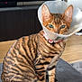 cat, bengal_cat, cone, protective_collar, pet, animal, feline, striped, green_eyes, indoor, sofa, gray_fabric, sitting, looking, household, furniture, television, wood_floor, domestic, curious