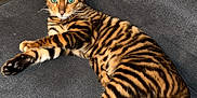 Nala a rejoint le concours — aidez-le/la à gagner de superbes lots ! bengal_cat, cat, pet, feline, striped_fur, green_eyes, couch, gray_couch, indoor, wooden_floor, paw_print, blanket, relaxed, lying_down, domestic_animal, animal, fur_pattern, whiskers, tail, ear