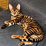 bengal_cat, cat, pet, feline, striped_fur, green_eyes, couch, gray_couch, indoor, wooden_floor, paw_print, blanket, relaxed, lying_down, domestic_animal, animal, fur_pattern, whiskers, tail, ear