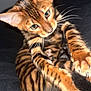 Nala participe au concours pour gagner de l'argent avec cette photo : cat, bengal_cat, pet, animal, close_up, whiskers, playful, striped, fur, claws, ears, eyes, indoor, black_background, mammal, cute, feline, paw, young, domestic_animal