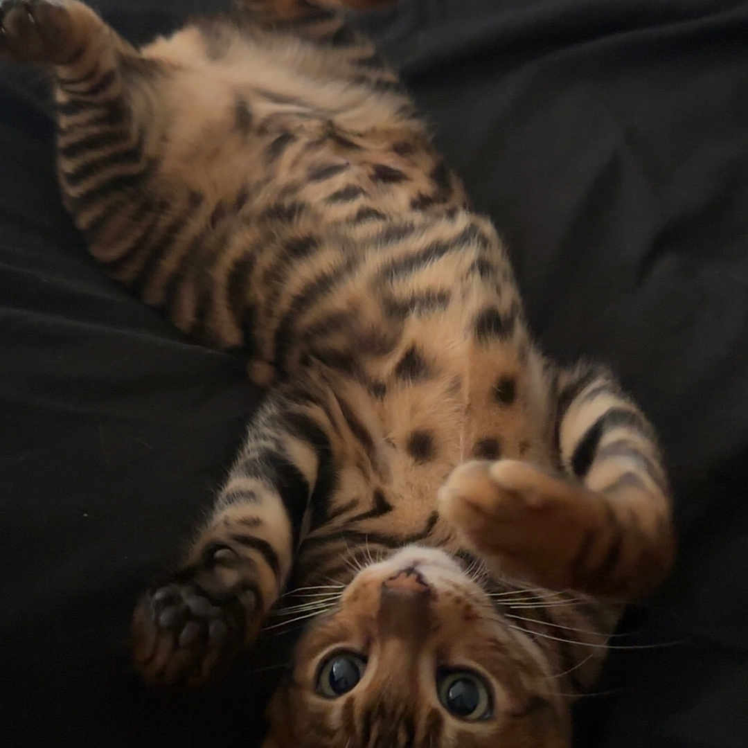 Nala participe au concours pour gagner de l'argent avec cette photo : animal, black_background, cat, close_up, cute, domestic_animal, ears, feline, fur, indoor, looking_up, lying_down, paws, pet, playful, relaxed, resting, spots, tabby, whiskers