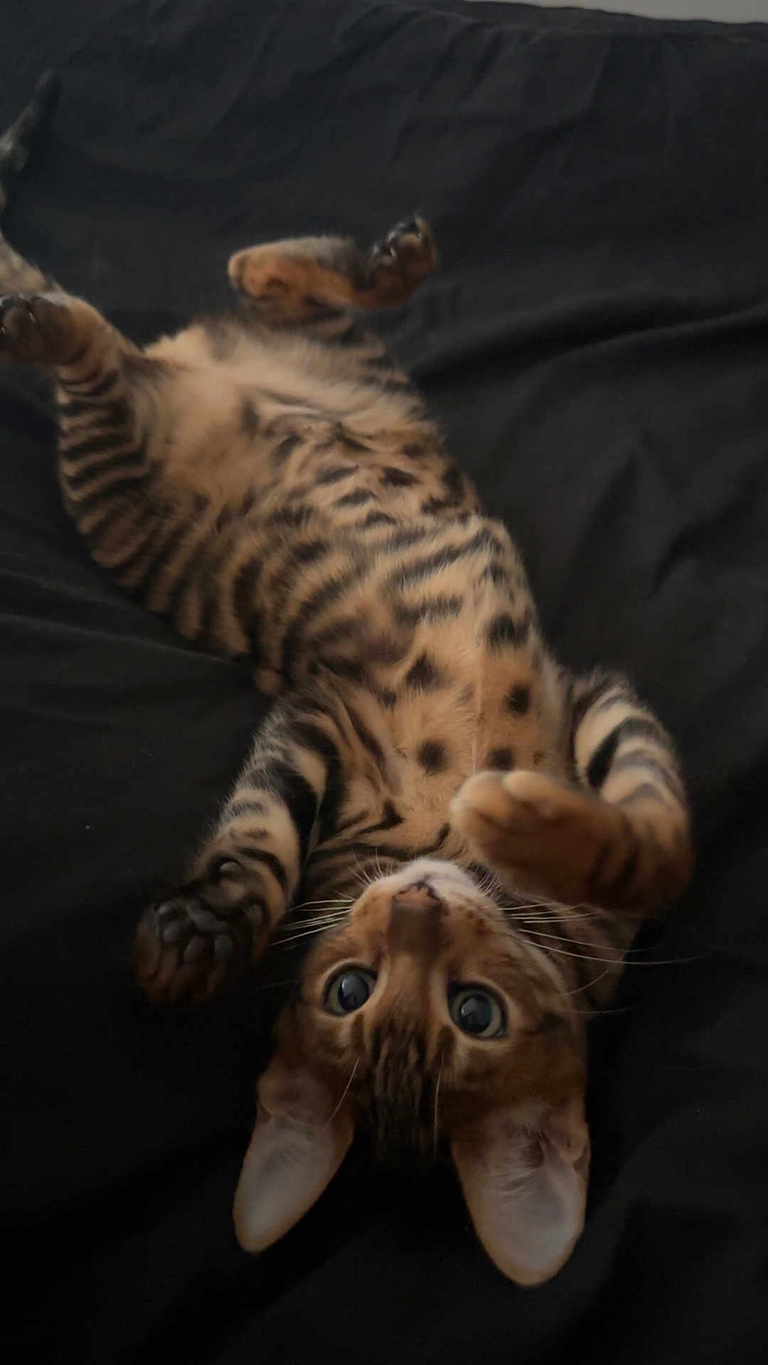 Nala participe au concours pour gagner de l'argent avec cette photo : cat, tabby, pet, animal, feline, lying_down, playful, spots, paws, whiskers, ears, fur, cute, domestic_animal, resting, looking_up, black_background, relaxed, close_up, indoor