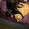 cat, black_cat, orange_cat, cuddling, blanket, bed, fur, pet, animal, cozy, indoor, relaxed, cute, whiskers, sleepy, companionship, purple_blanket, resting, feline, domestic_animal