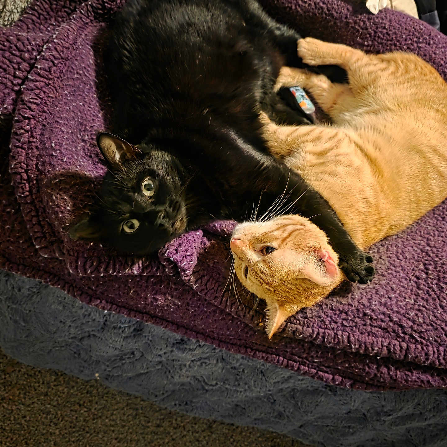 Misty N Lucifer is registered to the contest to win money with this photo: cat, black_cat, orange_cat, cuddling, blanket, bed, fur, pet, animal, cozy, indoor, relaxed, cute, whiskers, sleepy, companionship, purple_blanket, resting, feline, domestic_animal