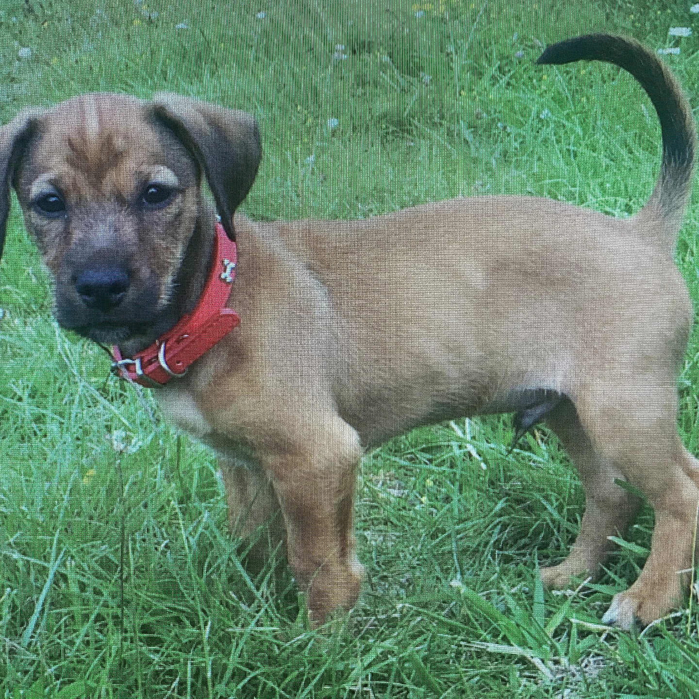 Poki participe au concours pour gagner de l'argent avec cette photo : puppy, dog, grass, greenery, collar, outdoor, animal, young, pet, nature, field, curious, brown, cute, standing, canine, playful, small, fur, alert