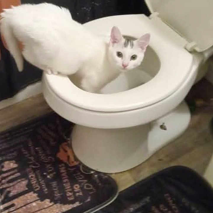 Frost is registered to the contest to win money with this photo: animal, bathroom, bathroom_decor, cat, curious, domestic, feline, floor_mats, gray_patch, home, indoor, looking, pet, plumbing_fixture, shower_curtain, toilet, toilet_seat, white, white_cat, wooden_floor