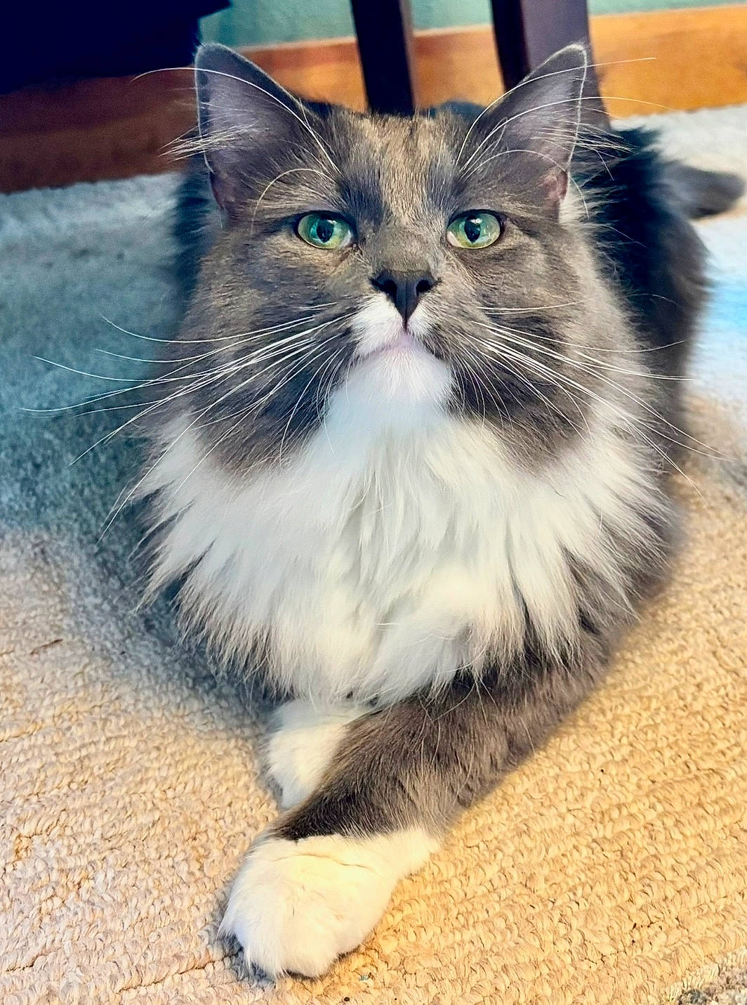 Asher joined the competition — help win amazing prizes! abyssinian, angora, animal, bodypart, brasssection, cat, chair, hardwood, horn, indoors, kitten, manx, mouth, musicalinstrument, person, pet, siamese, sleeping, snout, wood