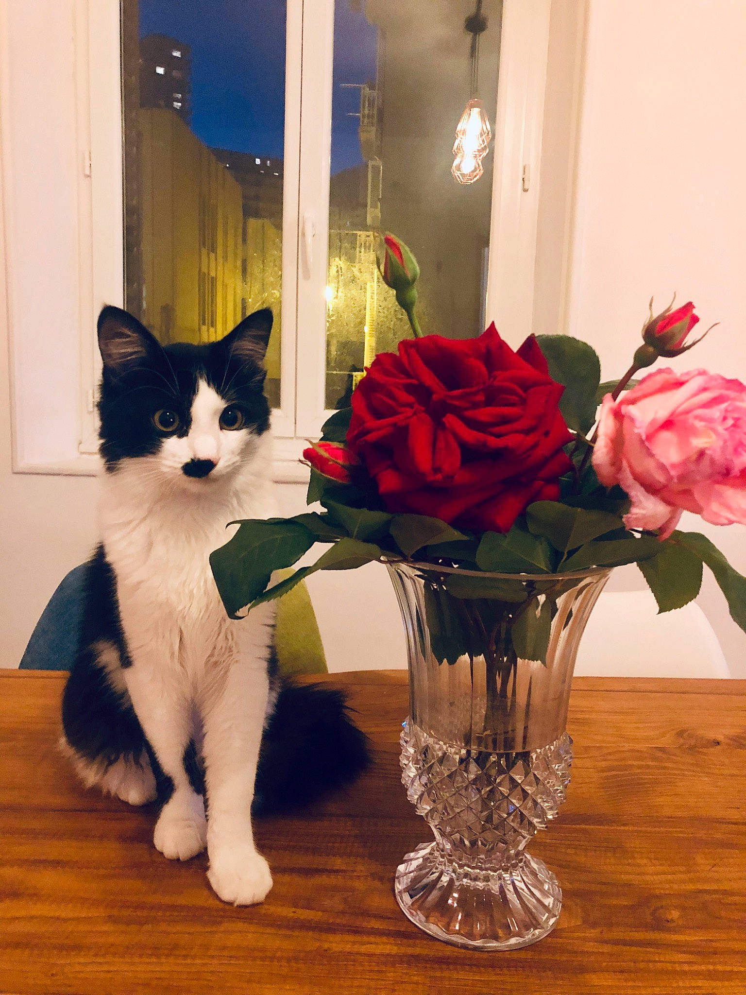 Platon a rejoint le concours — aidez-le/la à gagner de superbes lots ! artificial_flower, black_cat, bouquet, carnivore, cat, centrepiece, cut_flowers, felidae, flower, fur, kitten, plant, rose, rose_family, small_to_medium_sized_cats, table, vase, whiskers, white, window