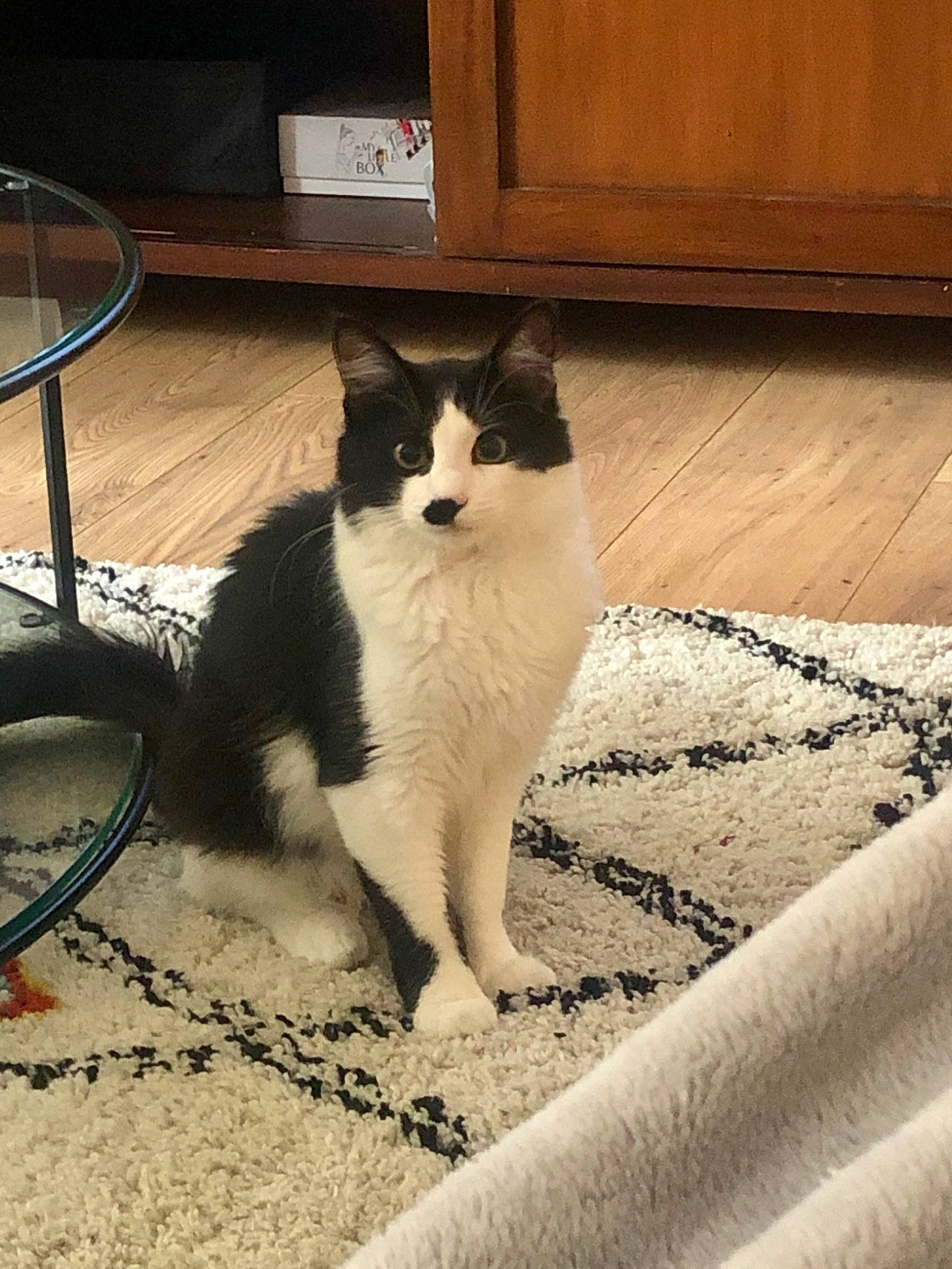 Platon participe au concours pour gagner de l'argent avec cette photo : aegean_cat, black_and_white, carnivore, cat, domestic_short_haired_cat, felidae, kitten, mammal, polydactyl_cat, small_to_medium_sized_cats, tail, whiskers