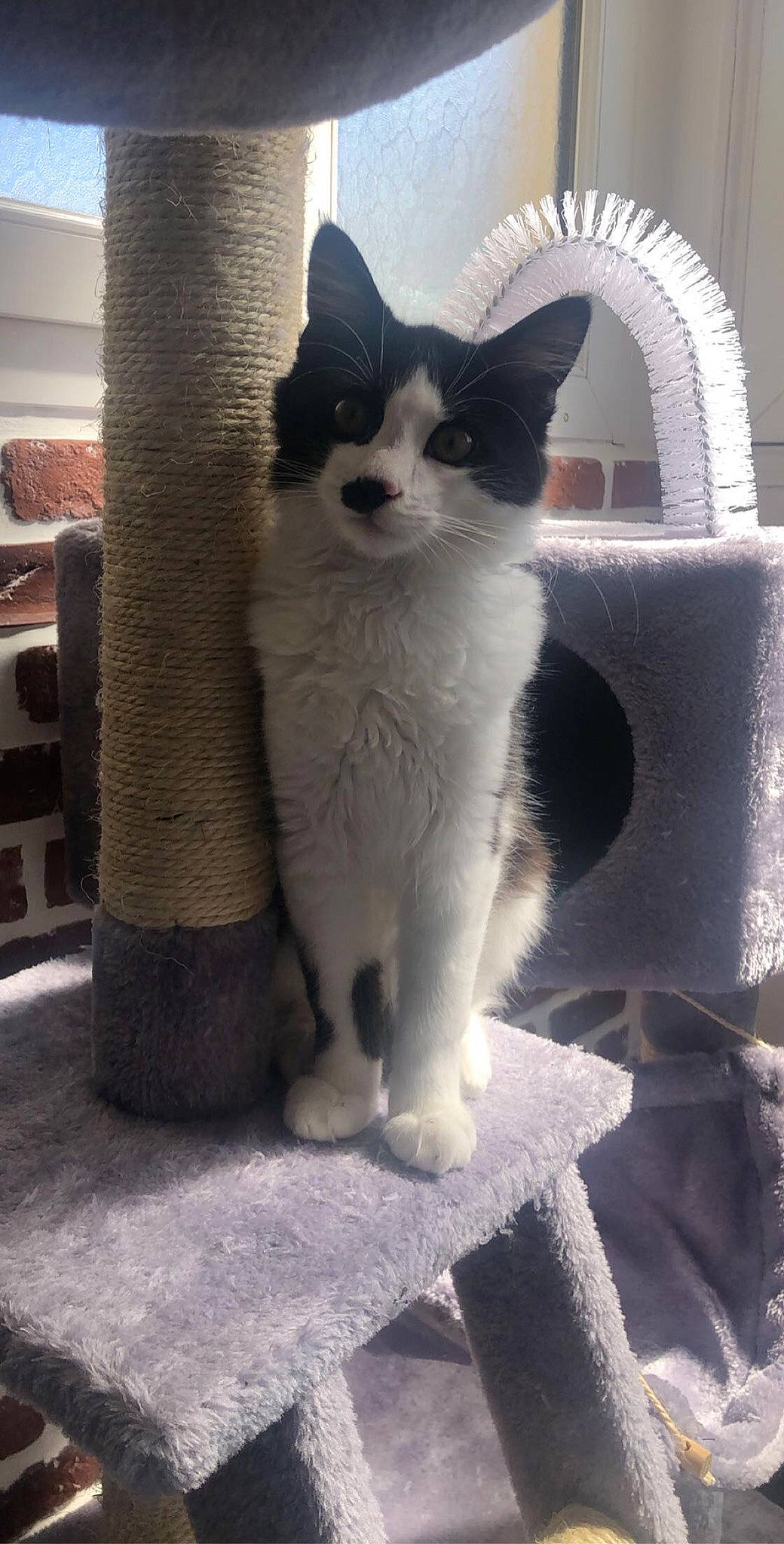 Platon a rejoint le concours — aidez-le/la à gagner de superbes lots ! aegean_cat, black_and_white, carnivore, cat, domestic_short_haired_cat, felidae, japanese_bobtail, kitten, mammal, polydactyl_cat, small_to_medium_sized_cats, snout, tail, turkish_angora, turkish_van, whiskers