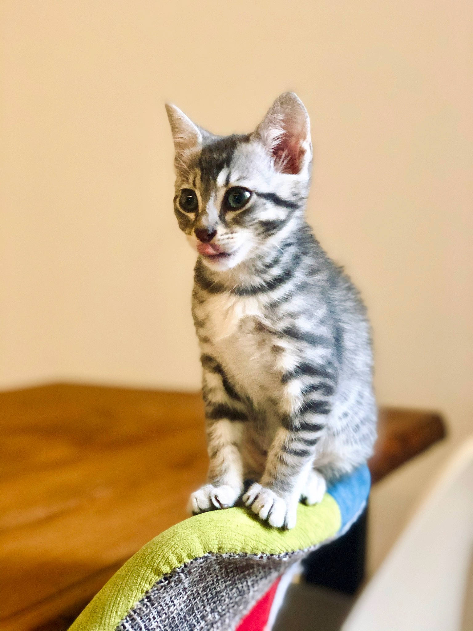 Hermès a rejoint le concours — aidez-le/la à gagner de superbes lots ! american_shorthair, american_wirehair, asian, australian_mist, california_spangled, carnivore, cat, domestic_short_haired_cat, dragon_li, egyptian_mau, european_shorthair, felidae, kitten, mammal, small_to_medium_sized_cats, sokoke, tabby_cat, toyger, vertebrate, whiskers